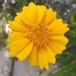 Coreopsis lanceolataKwiat