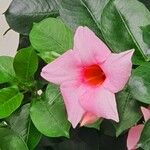 Mandevilla laxa Blad