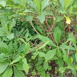 Edgeworthia tomentosa Fuelha