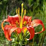 Lilium catesbaei ফুল