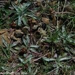 Plantago monosperma Hábito