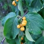 Celastrus scandens Фрукт