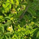 Boehmeria cylindrica Листок