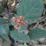 Clerodendrum japonicum Blatt