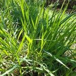 Anthoxanthum nitens Leaf