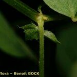 Vicia dumetorum Bark