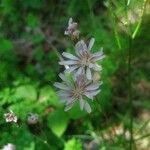 Crepis froelichiana Žiedas