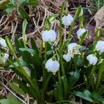 Leucojum vernum Yeri