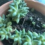 Pachyphytum compactum Hostoa