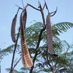 Delonix regia Fruto