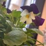 Viola tricolor Virág