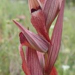Serapias vomeracea Квітка