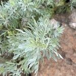 Artemisia thuscula Kwiat