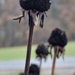 Rudbeckia fulgida Fruit