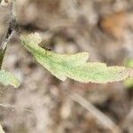 Papaver dubium Leaf