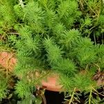 Myriophyllum aquaticum Leaf