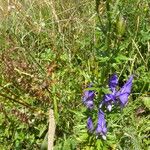 Aconitum tauricum Цвят