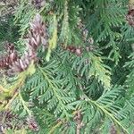 Thuja occidentalisLeht