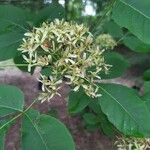 Ptelea trifoliata पत्ता