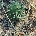 Cucumis myriocarpus Fruit