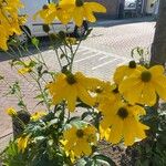 Rudbeckia nitida Flower