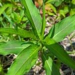 Polygonum persicaria Φύλλο