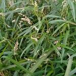 Persicaria decipiens Blüte