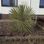 Yucca constricta 葉