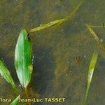 Potamogeton polygonifolius Folha