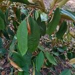 Chrysophyllum cainito Leaf