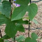 Ipomoea indica 叶