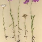 Xeranthemum annuum Costuma