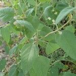 Croton hirtus Blad