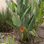 Strelitzia reginaeFlower