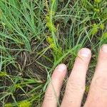 Carex flava Прочее