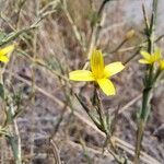 Lactuca viminea Blomma