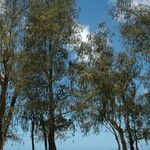 Casuarina equisetifolia Elinympäristö