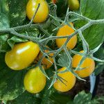 Solanum lycopersicum Frucht