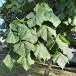 Dombeya wallichii ഇല