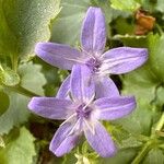 Campanula garganica Flor