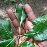 Gardenia ternifolia Leaf