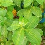 Costus spicatus Feuille