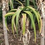 Aloe thraskii Azala