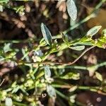 Polygonum aviculare Fleur