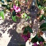 Syzygium smithii 花