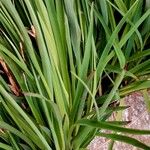 Luzula alpinopilosa Leaf