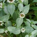 Pycnanthemum incanum Leaf