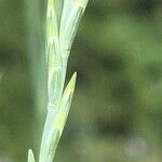 Elymus pungens Blüte