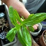 Epilobium roseum Leaf