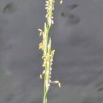 Glyceria fluitans Flor